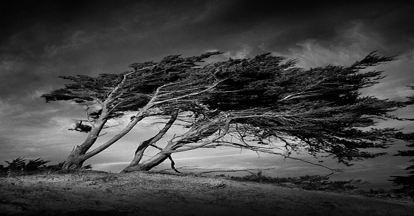 windy-trees