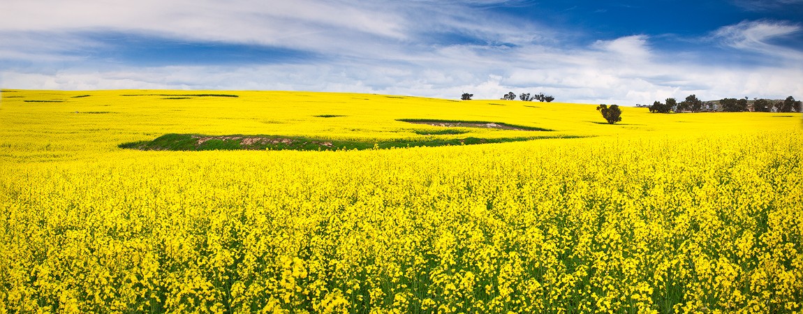 Canola Fields, Church and Selfies