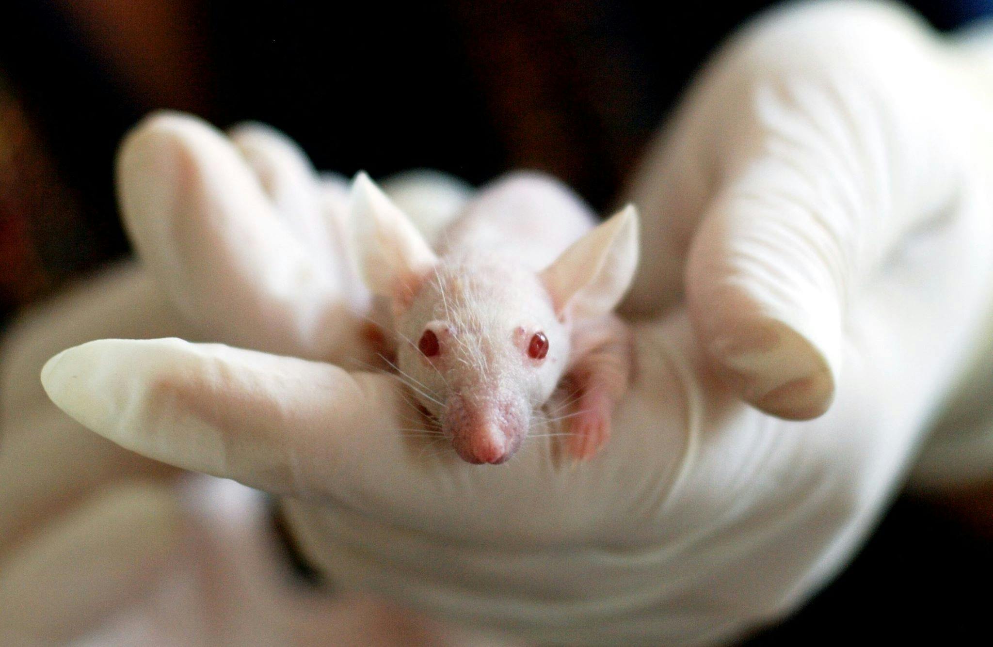 The New Lab Rats For Gender Drug Tests